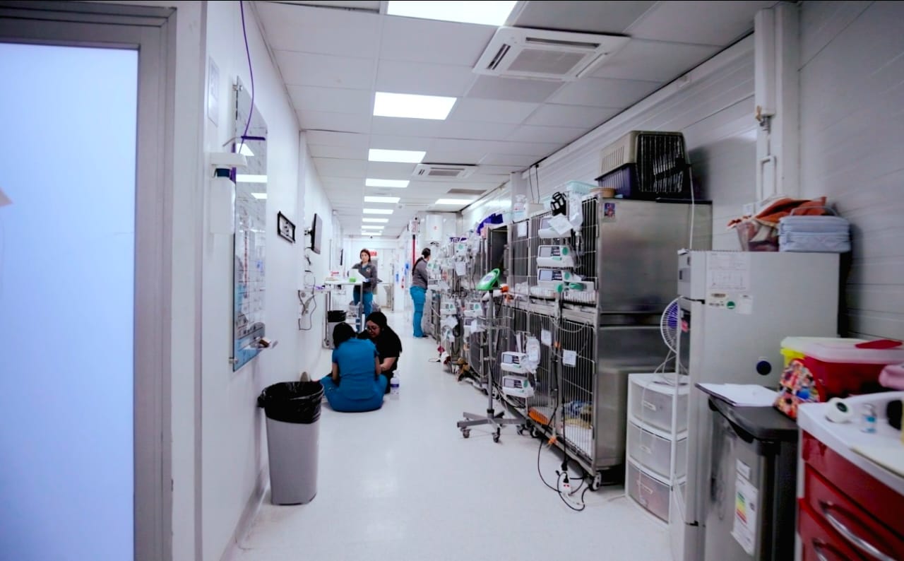 Imagen de vista previa